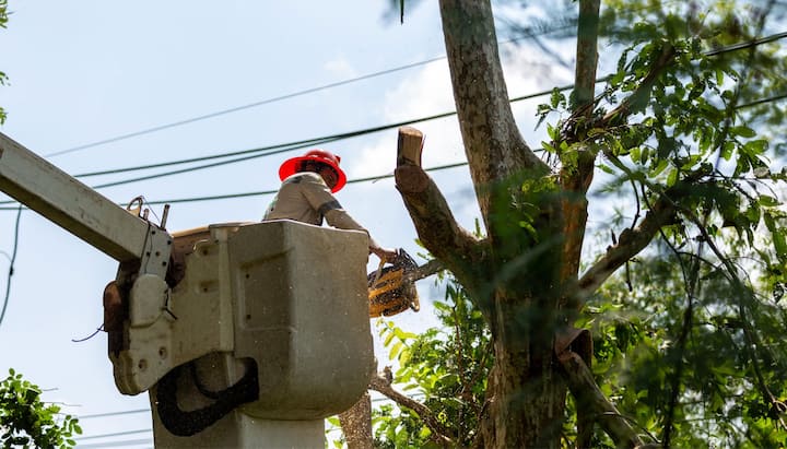 Tree care and maintenance services in Newark