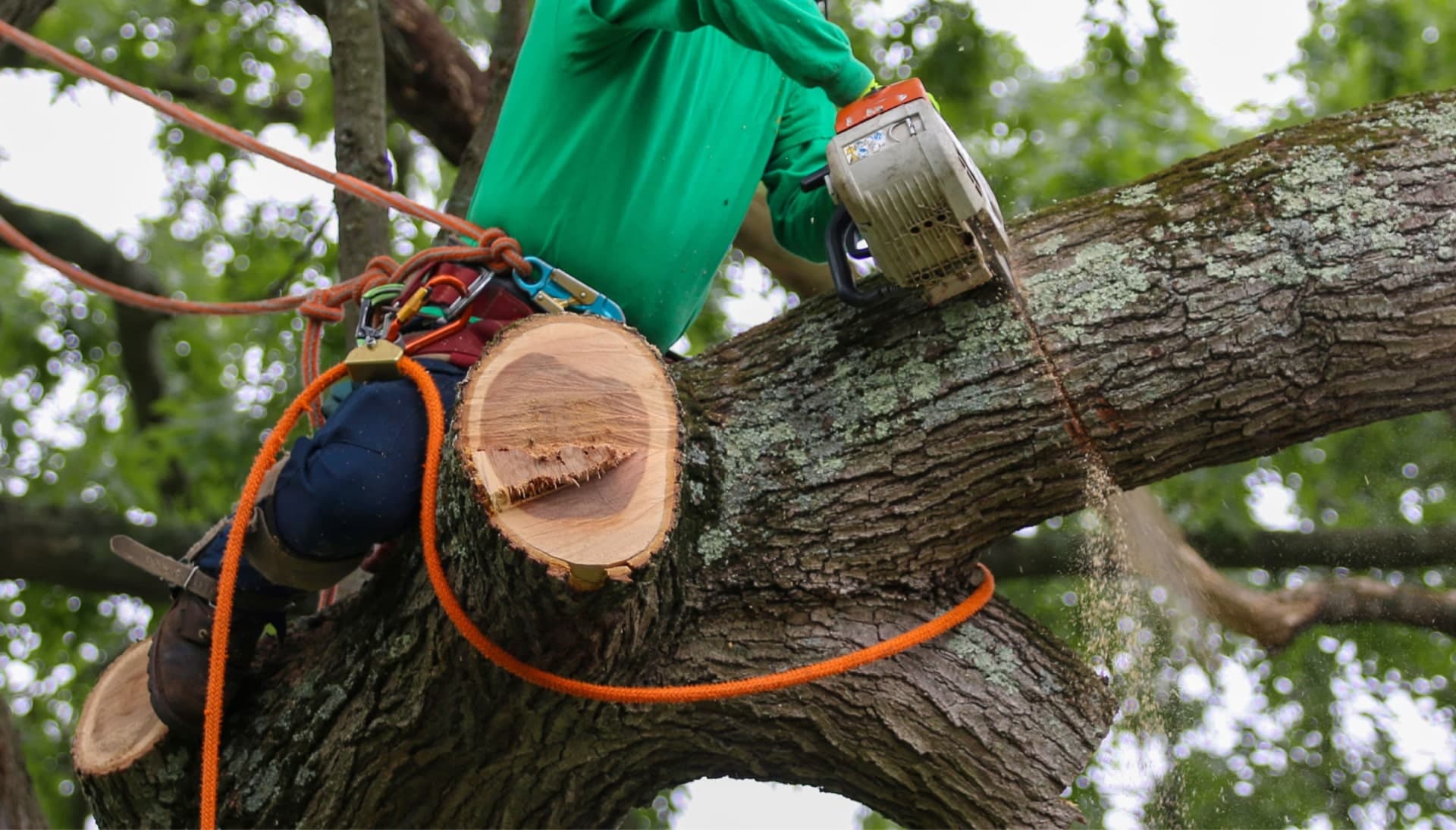 Shed your worries away with best tree removal in Newark