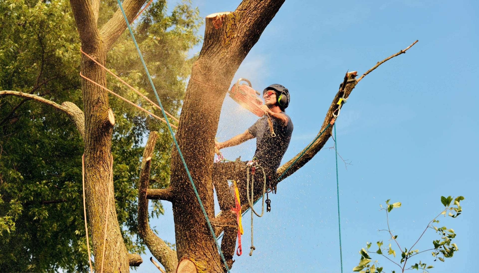 Get rid of tree problems with the expert tree removal contractors in Newark