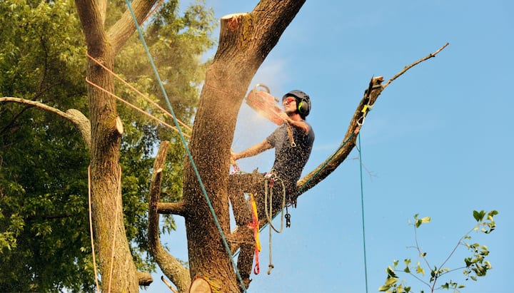 tree removal newark de