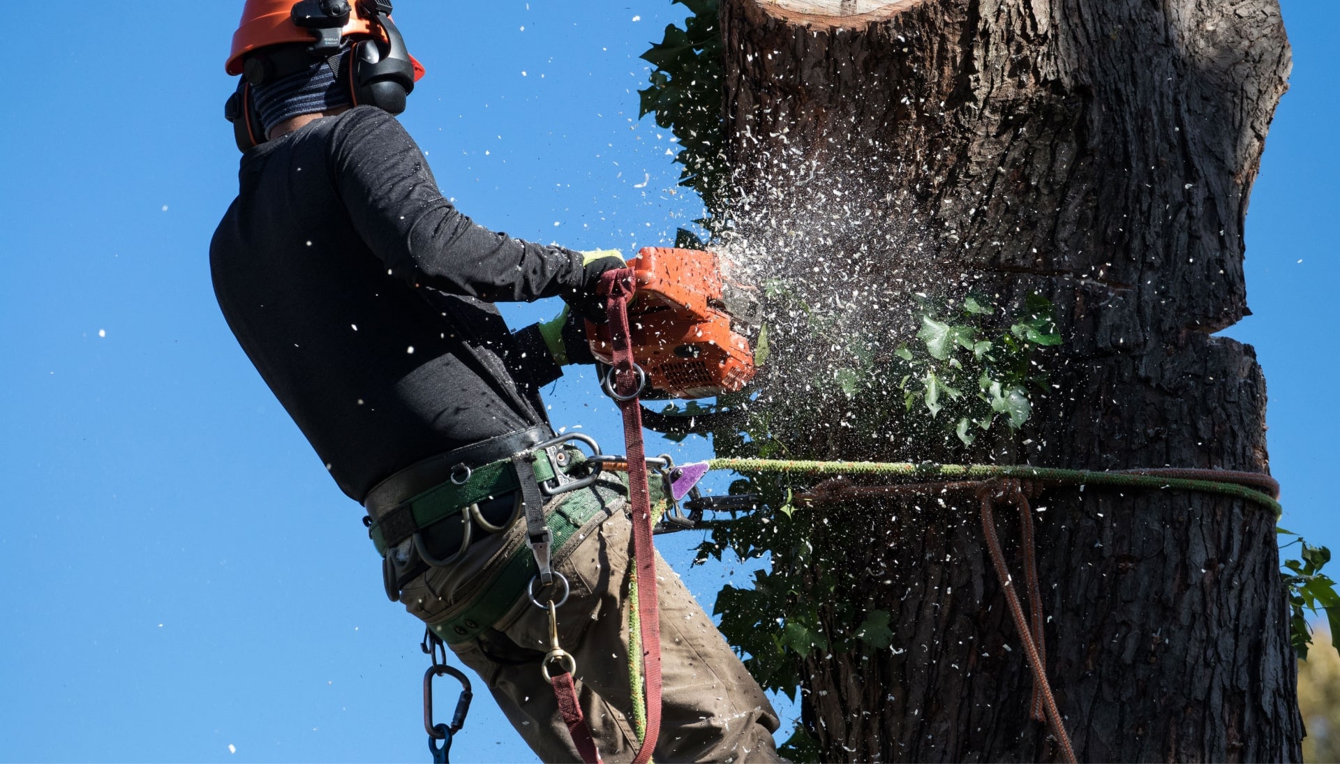 Professional Tree removal solutions in Newark